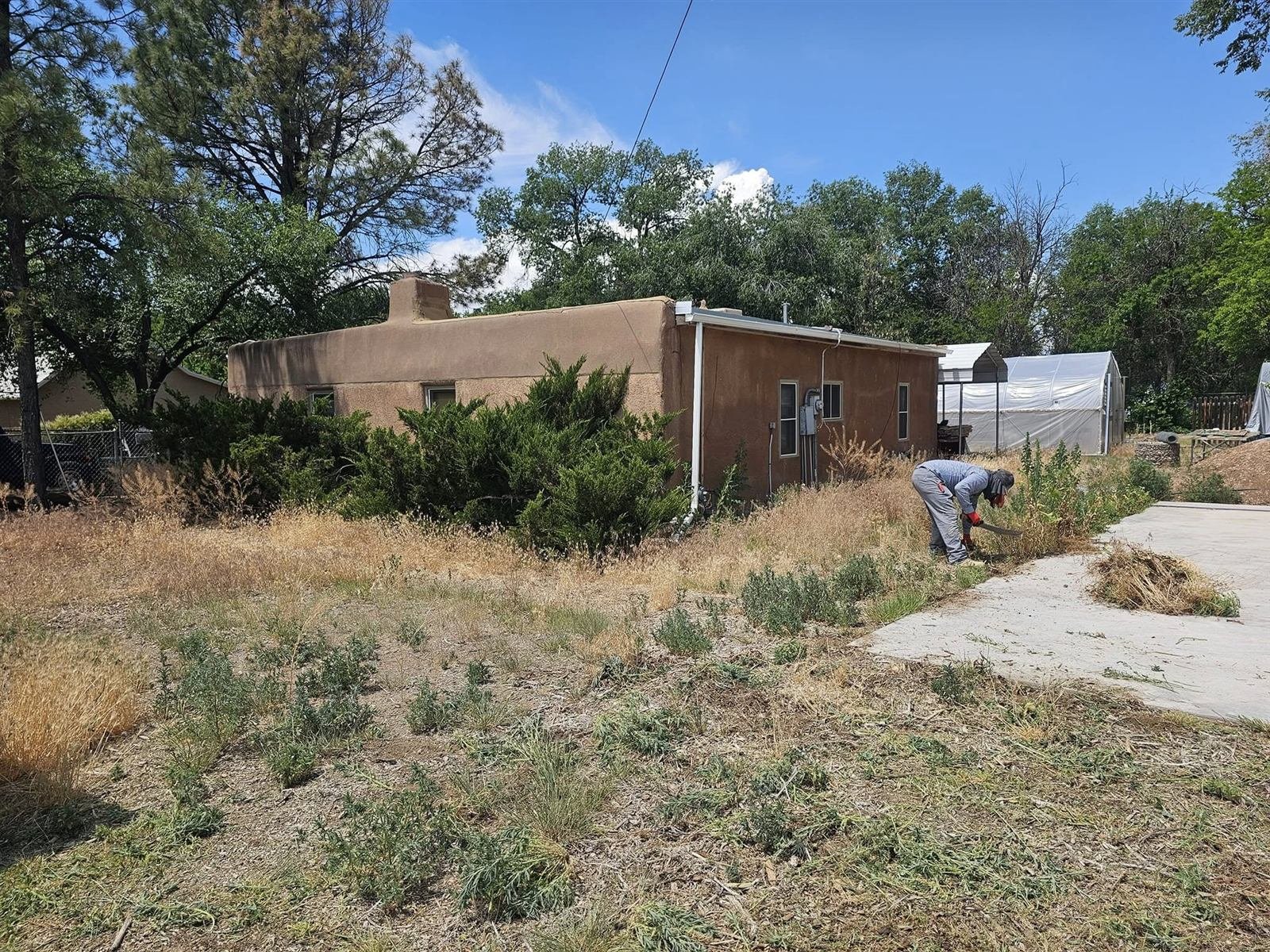 Before: overgrown yard with dry weeds